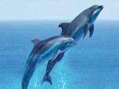 Dip in footfall made dolphins come near Adriatic sea coast
