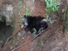 Jammu औऱ Kashmir में गांव वालों ने पेश की मानवता की मिसाल..ज़ख्मी भालू की मदद कर पहुंचाया अस्पताल