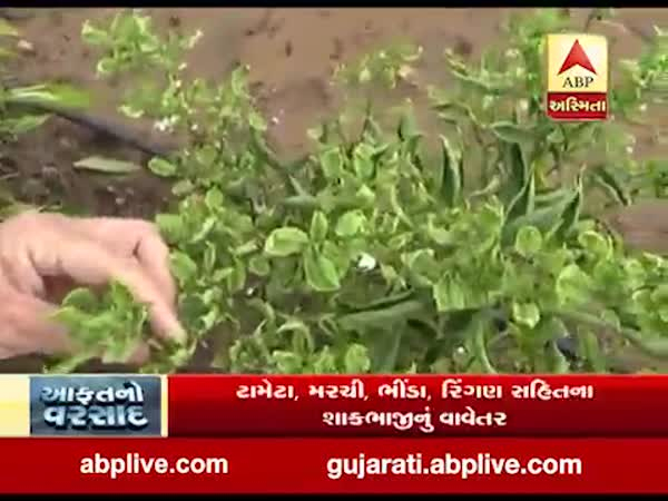 અરવલ્લી જિલ્લામાં શાકભાજીના પાકમાં ઈયળના ઉપદ્રવથી ખેડૂતો પરેશાન, જુઓ વીડિયો 