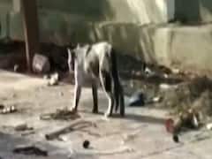 Bengaluru हिंसा में तबाह हुए थाने के चक्कर लगा रही एक बिल्ली, ढूंढ रही है अपने बच्चों को 