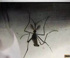 ঝোপঝাড়ে মশার আঁতুড়ঘর ভাটপাড়া রাজ্য সাধারণ হাসপাতাল চত্বর, ডেঙ্গির আতঙ্কে স্থানীয়রা