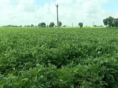 ખેડૂતોના હકની રકમ વીમા કંપનીઓ આપતી નથીઃ સુરેન્દ્રનગરના દૂધઇ ગામના ખેડૂત