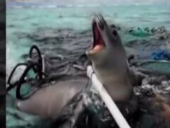 Sea Food के शौकीन सावधान, कहीं आप प्लास्टिक तो नहीं खा रहे ?