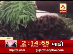 તાપી: વાલોડના નનસાડ ગામેથી દીપડાના બે બચ્ચા મળી આવ્યા, જુઓ વીડિયો 