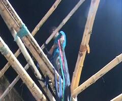 ছাত্র পরিষদের প্রতিষ্ঠা দিবসের অনুষ্ঠান নিয়ে বিতর্ক, পুলিশের বিরুদ্ধে প্যান্ডেল খুলতে বাধ্য করার অভিযোগ