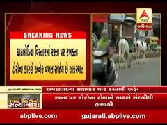 અમદાવાદ શહેરના અનેક વિસ્તારોમાં રખડતા ઢોરોનો ત્રાસ, જુઓ વીડિયો 