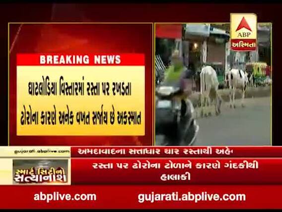 અમદાવાદ શહેરના અનેક વિસ્તારોમાં રખડતા ઢોરોનો ત્રાસ, જુઓ વીડિયો 