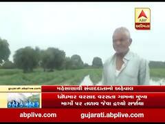 કડીમાં વરસેલા વરસાદથી ખેતરો બેટમાં ફેરવાયા, પાકને ભારે નુકસાન, જુઓ વીડિયો