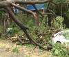 Mumbai Tree Collapsed | मुसळधार पावसामुळे मुंबई हायकोर्ट परिसरातील झाडं उन्मळून पडली