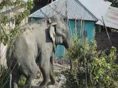 UP के सोनभद्र में हाथियों के झुंड का तांडव, कई लोग घायल