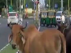  ગાંધીનગરના ઘ-6 સહિતના વિસ્તારમાં રખડતા ઢોરથી વાહન ચાલકો પરેશાન