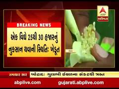 બોટાદના બરવાળાના વહીયા ગામના ખેડૂતોના પાક પર ગુલાબી ઇયળનું સંકટ,જુઓ વીડિયો