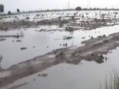 પાટણ: બનાસ નદીના પાણી ખેતરોમાં ફરી વળતા પાકને વ્યાપક નુકસાન, જુઓ વીડિયો 