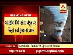 અમરેલીના સાવરકુંડલાના અભરામપરાની સીમમાં સિંહણે ખેડૂત પર કર્યો હુમલાનો પ્રયાસ 