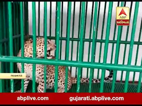 ભાવનગરના મહુવામાં કળસાર ગામે બે દીપડા પાંજરે પૂરાયા, ગ્રામજનોએ લીધો રાહતનો શ્વાસ