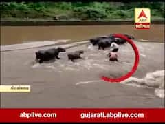 ગીર સોમનાથના ગીર ગઢડામાં આવેલી રૂપેણ નદીમાં ઘોડાપૂર, પશુઓ અને લોકો તણાયા