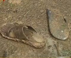 বিলবোর্ড তৈরি করতে গিয়ে চিড়িয়াখানায় বিদ্যুৎস্পৃষ্ট হয়ে মৃত ২, লকডাউনেও কেন কাজ? উঠছে প্রশ্ন 