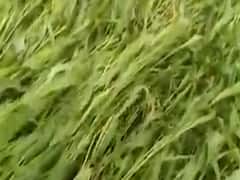 ધોધમાર વરસાદથી ગીર સોમનાથમાં ખેડૂતોનો જુવારનો ઉભો પાક જમીનદોસ્ત થયો