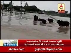 રાજકોટ: કોઝવે પર પાણીના ધસમસતા પ્રવાહમાં પશુ તણાયાના વીડિયો આવ્યો સામે, જુઓ 