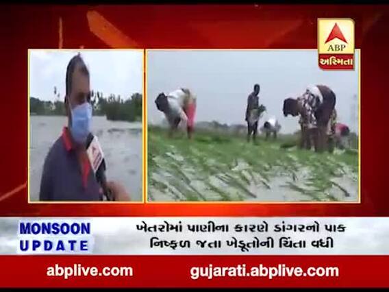 સુરતઃ ઓલપાડમાં ખેતરોમાં પાણીના કારણે ડાંગરનો પાક નિષ્ફળ જતા ખેડૂતોની ચિંતા વધી
