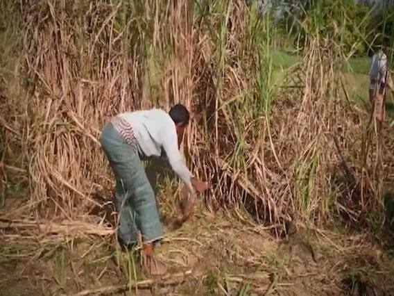 UP sugarcane farmers await dues worth Rs 15 thousand crores | Ghanti Bajao (26.08.2020)