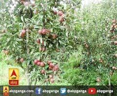 उत्तरकाशी : इस बार सेब की बंपर पैदावार,सेब की पैदावार से किसान खुश