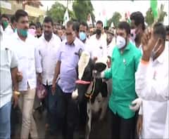 Solapur Milk Protest | सोलापुरात राजू शेट्टींच्या नेतृत्वात दूध दरवाढीसाठी आंदोलन गायी रस्त्यावर आणत मागणी