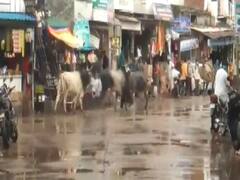 પાટણના હારીજ શહેરમાં રખડતા આખલાઓનો વધ્યો આતંક, જુઓ વીડિયો