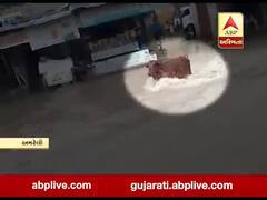 અમરેલી: નાવલી નદીમાં ગાય તણાતી હોય તેવો વીડિયો વાયરલ 