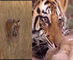 Tiger Sterilization | चंद्रपूर जिल्ह्यातील वाघांची नसबंदी करण्याचा वनविभागाचा अजब प्रस्ताव!