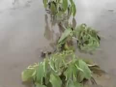 ભારે વરસાદથી સુરેન્દ્રનગરના વઢવાણમાં લીલા દુકાળ જેવી સ્થિતિ, ખેતરોમાં પાણી ભરાતા પાકને મોટું નુકસાન 