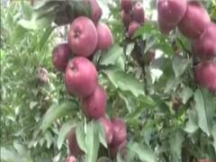 Uttarakhand: सेब ने दुरुस्त कर दी इलाके की आर्थिक सेहत