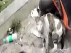 Animals too bore the brunt of Bengaluru riots