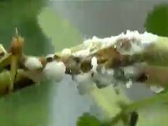 રાજકોટ: સતત વરસાદથી મગફળીના પાકને મોટું નુકસાન, પાક પર ફૂગનું આક્રમણ