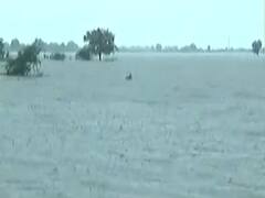 ગુજરાતમાં ભારે વરસાદને પગલે ખરીફ પાકને વ્યાપક નુકસાન, કયા કયા પાકને થયું નુકસાન?