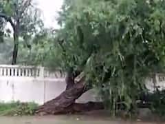 ધોધમાર વરસાદના કારણે સુરેન્દ્રનગરમાં કલેક્ટર કચેરી પાસે વૃક્ષ ધરાશાયી