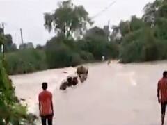 ભાવનગરઃ વલ્લભીપુરના નશીતપુરા ગામમાં કેરી નદીમાં પશુ તણાયા, જુઓ વીડિયો