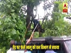 Chhattisgarh: Forest department rescues Bear stuck in tree for 33 hours
