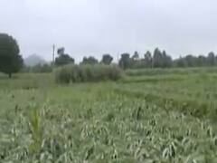 અરવલ્લીના ભિલોડા તાલુકામાં ત્રણ દિવસના વરસાદથી ખેડૂતોને નુકસાન, વેજપુર ગામમાં પાક થયો બરબાદ 