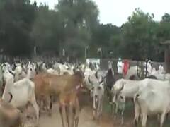 બનાસકાંઠાના ગૌશાળા સંચાલકો CM સાથે કરશે મુલાકાત,સરકારી સહાય ન મળવા મુદ્દે કરશે રજૂઆત