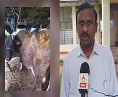 WEB EXCLUSIVE | Lumpy Skin Disease | जनावरांमध्ये आढळणाऱ्या लम्पी रोगाची लक्षणे कोणती?