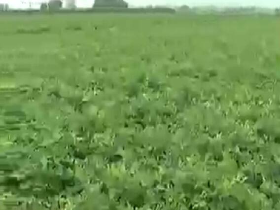 રાજકોટના ગ્રામ્ય વિસ્તારમાં અતિશય વરસાદે મગફળીના પાકને કર્યો બરબાદ