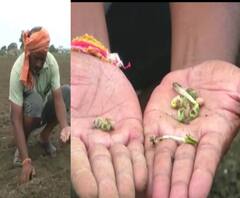 Spurious Soybean Seeds | सोयाबीनच्या निकृष्ट बियाणं प्रकरणी महाबीजसह तीन कंपन्यांविरुद्ध खटला दाखल