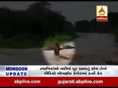 અમરેલીમાં ભારે વરસાદથી સ્થાનિક નદીમાં પૂર આવતા ગાય તણાઈ, જુઓ વીડિયો