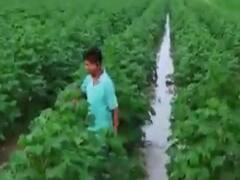 છોટાઉદેપુર: બોડેલીના રાજનગર પાસે નર્મદાની માઈનર કેનાલમાં ગાબડુ પડતા ખેતરોમાં પાણી ફરી વળ્યા 