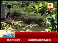 અંકલેશ્વર: છાપરા પાટિયા પાસેની ખાડીમાં મગર દેખાતા લોકોમાં ફફડાટ, જુઓ વીડિયો