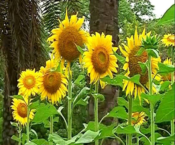 Pune Sunflowers | पुण्यात पिवळ्याजर्द सूर्यफुलांनी एअरपोर्ट रोडचं रुप पालटलं, निसर्ग सौंदर्याचा आविष्कार