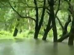 નવસારી: કાલીયાવાડી ખાડી ઉભરાતા ચીકુવાડીમાં પાણી ભરાયા, ખેડૂતોને નુકસાનની ભીતિ