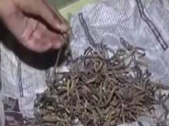 Himalaya की इस जड़ी को क्यों सोने से भी महंगा माना जा रहा है? क्या है कीड़ा जड़ी का राज़?