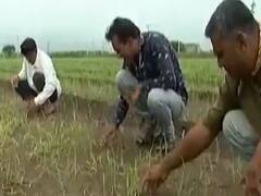 રાજકોટ જિલ્લામાં અવિરત વરસાદના કારણે ડુંગળીના પાકને ભારે નુકસાન 